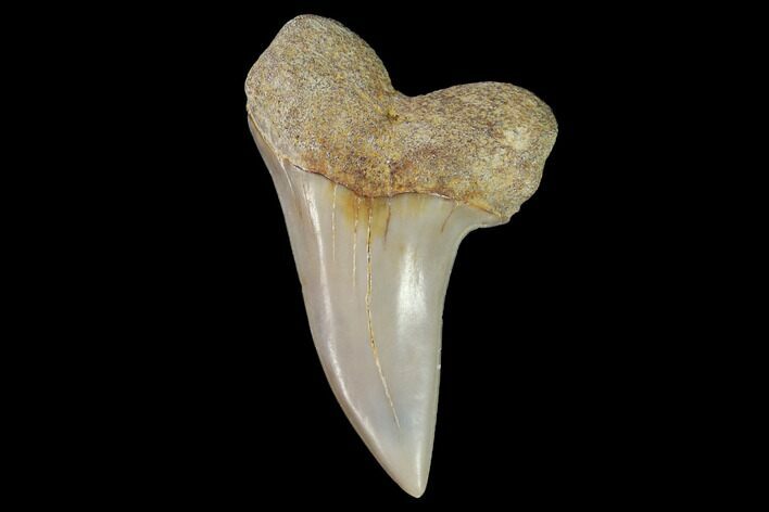 Mako Shark Tooth Fossil - Sharktooth Hill, CA #94725